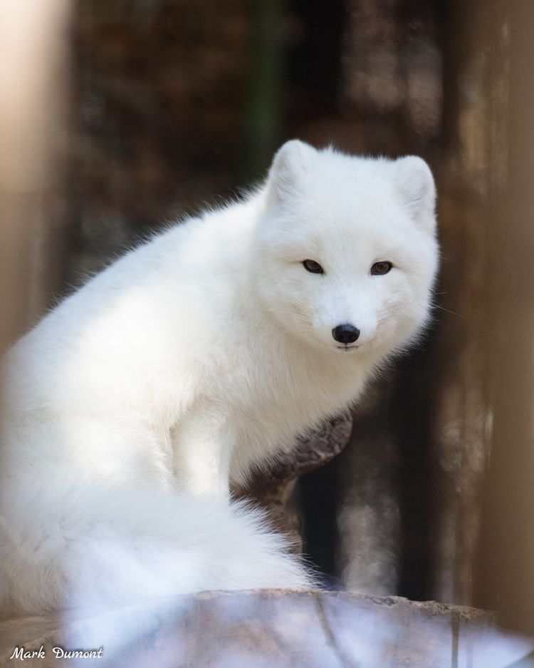 Sly The Arctic Fox Turns 11 And Celebrates His Birthday With Joy ...