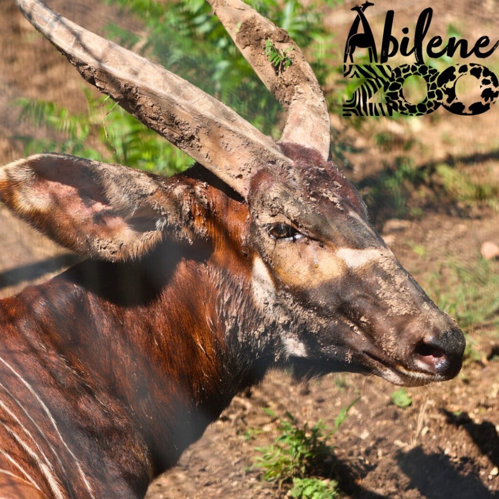 Welcome Two-Year-Old Hubert With A Guessing Game Of Bongo In Abilene ...