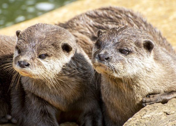 Otters