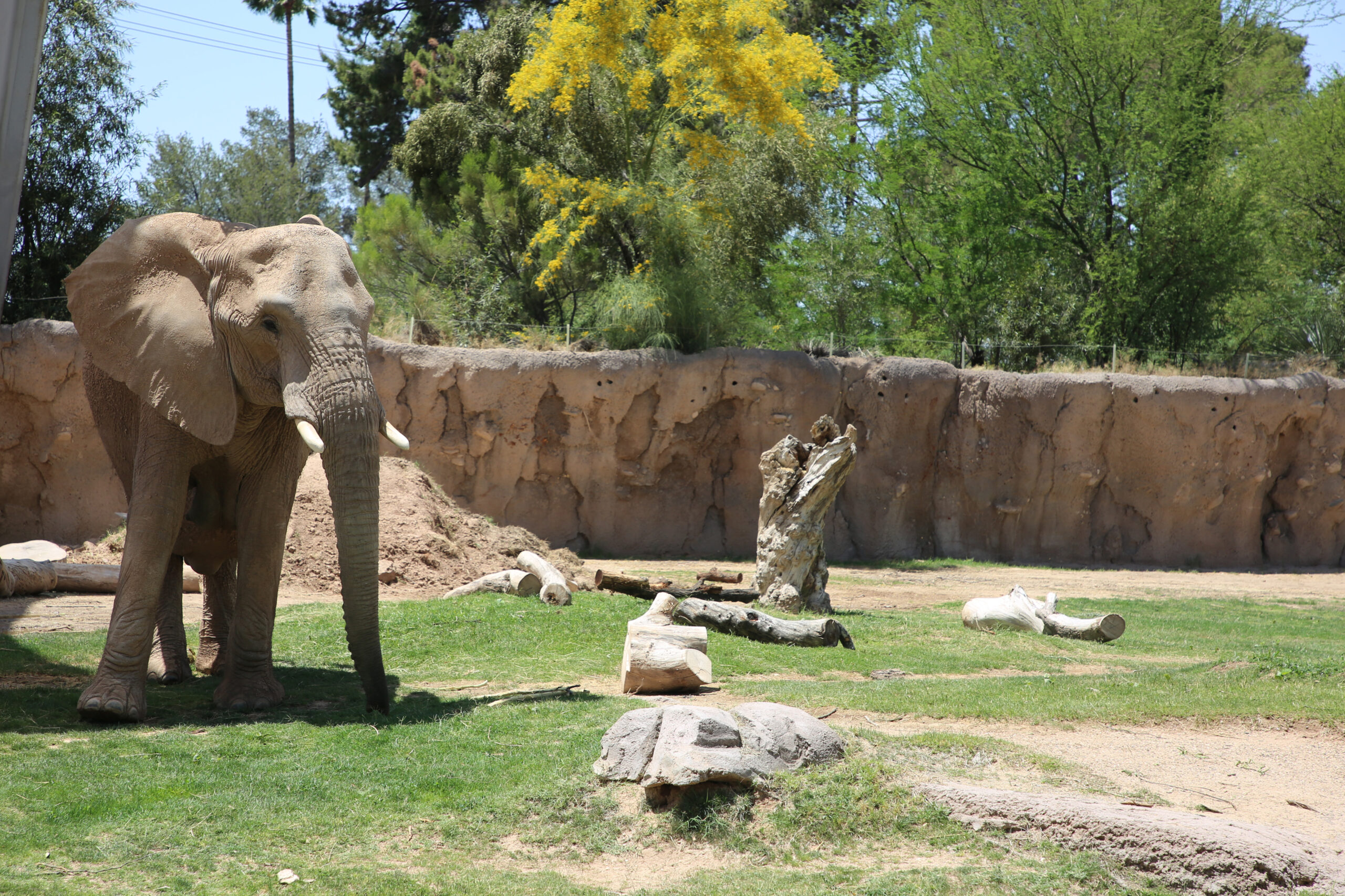 A Baby Elephant Is Due At Reid Park Zoo In Spring 2024 Zoo Guide   Semba Pregnant Elephant Scaled 