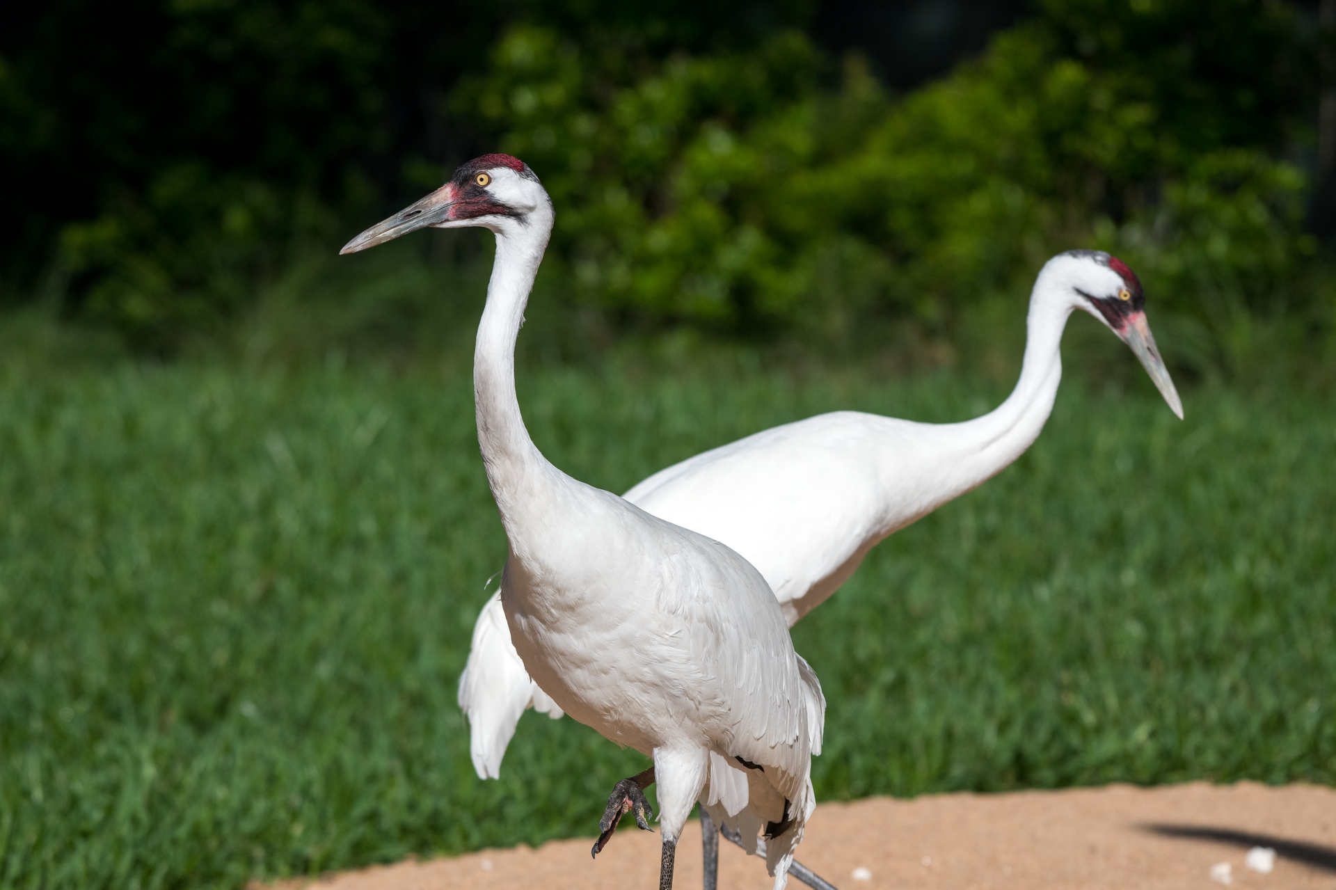 Happy Whooping Crane Day The Houston Zoo Zoo Guide