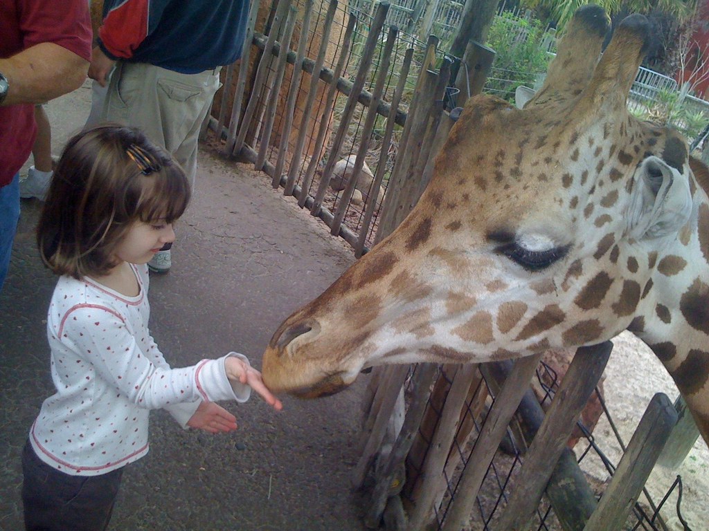 giraffe feeding