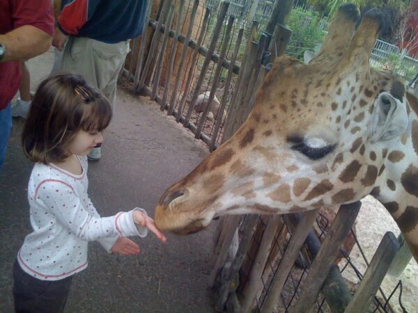 Feeding A Giraffe