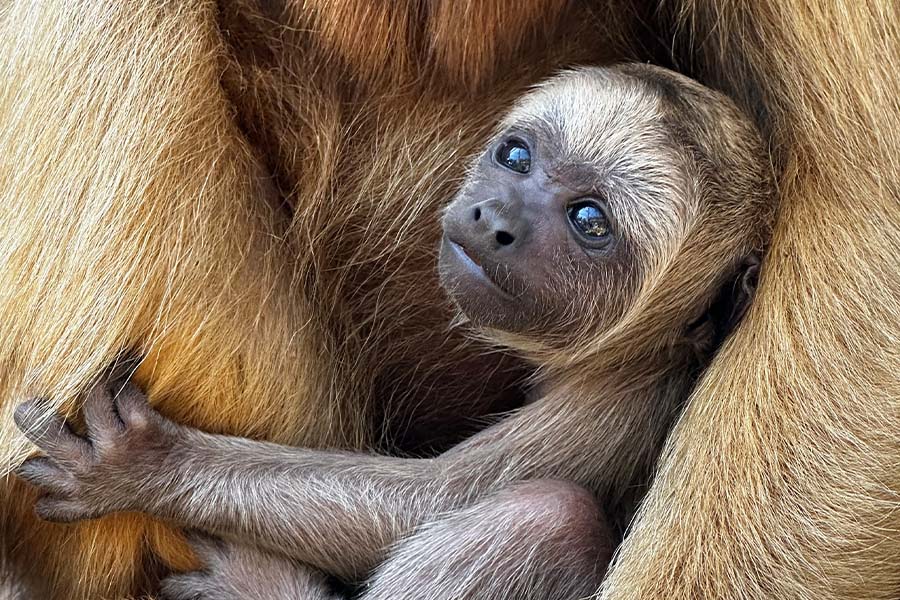 Our Newest Howler Monkey - Brevard Zoo Blog - Zoos - USA - Florida ...