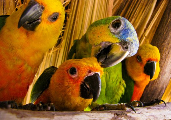 Parrots