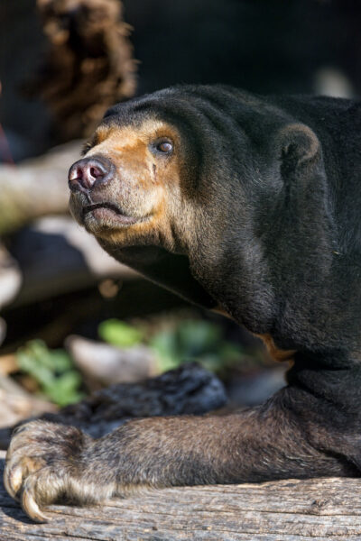 Sun Bear