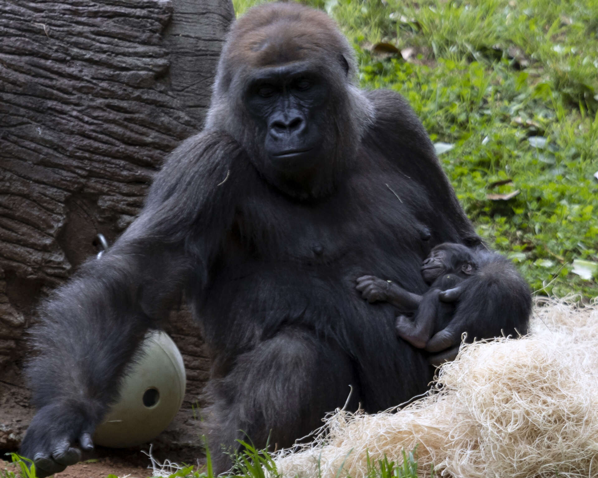 IT’S A BOY! MEET WILLIE B., III - Zoo Guide