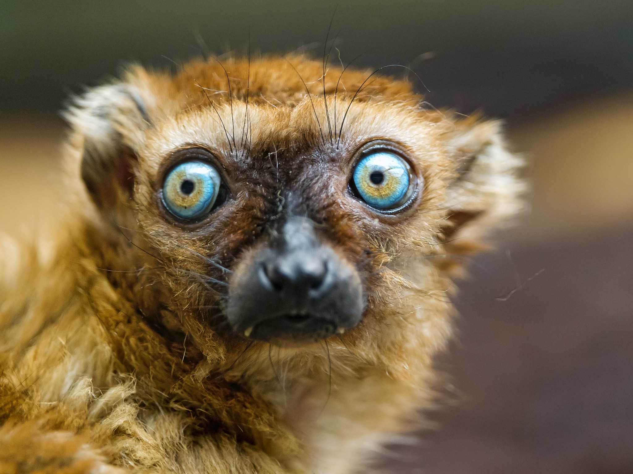 Blue Eyed Black Lemur Zoo Guide