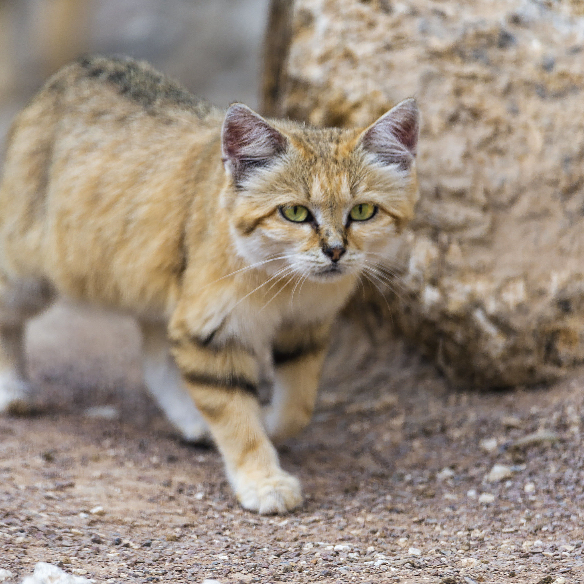 Definitive Guide To Sand Cat Facts, Habitat, Conservation Status, Zoo ...