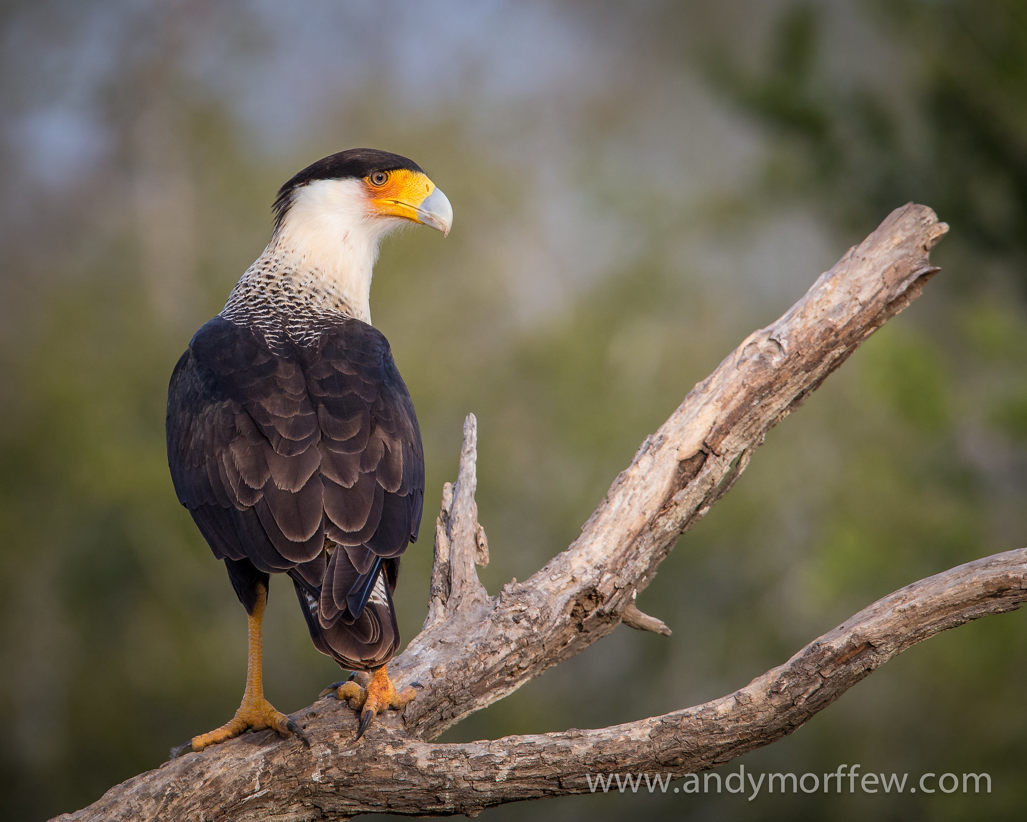 Definitive Guide To Crested Caracara Facts, Habitat, Conservation ...