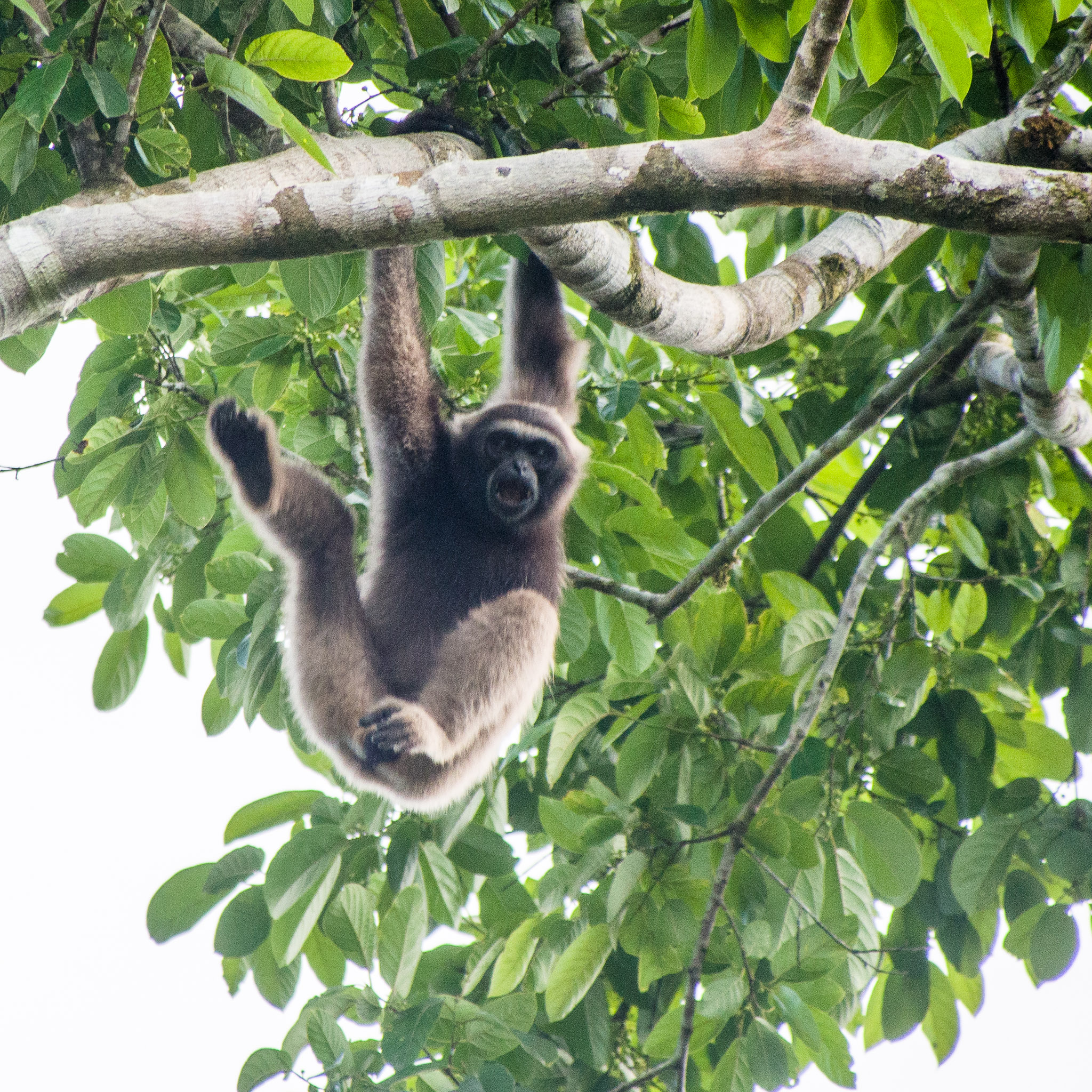 Definitive Guide To Müller's Gibbon Facts, Habitat, Conservation Status ...