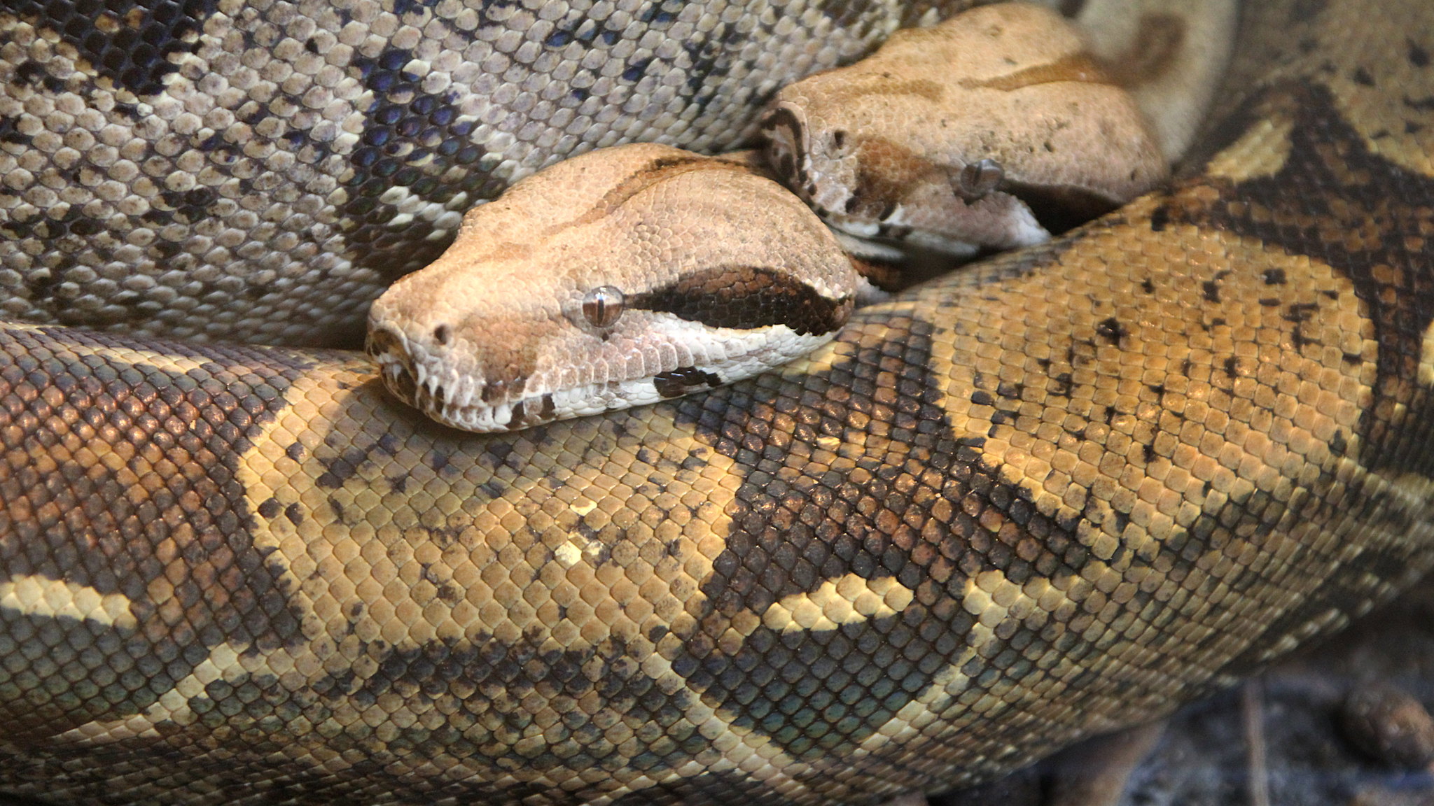 Definitive Guide To Boa Constrictor Facts, Habitat, Conservation Status ...