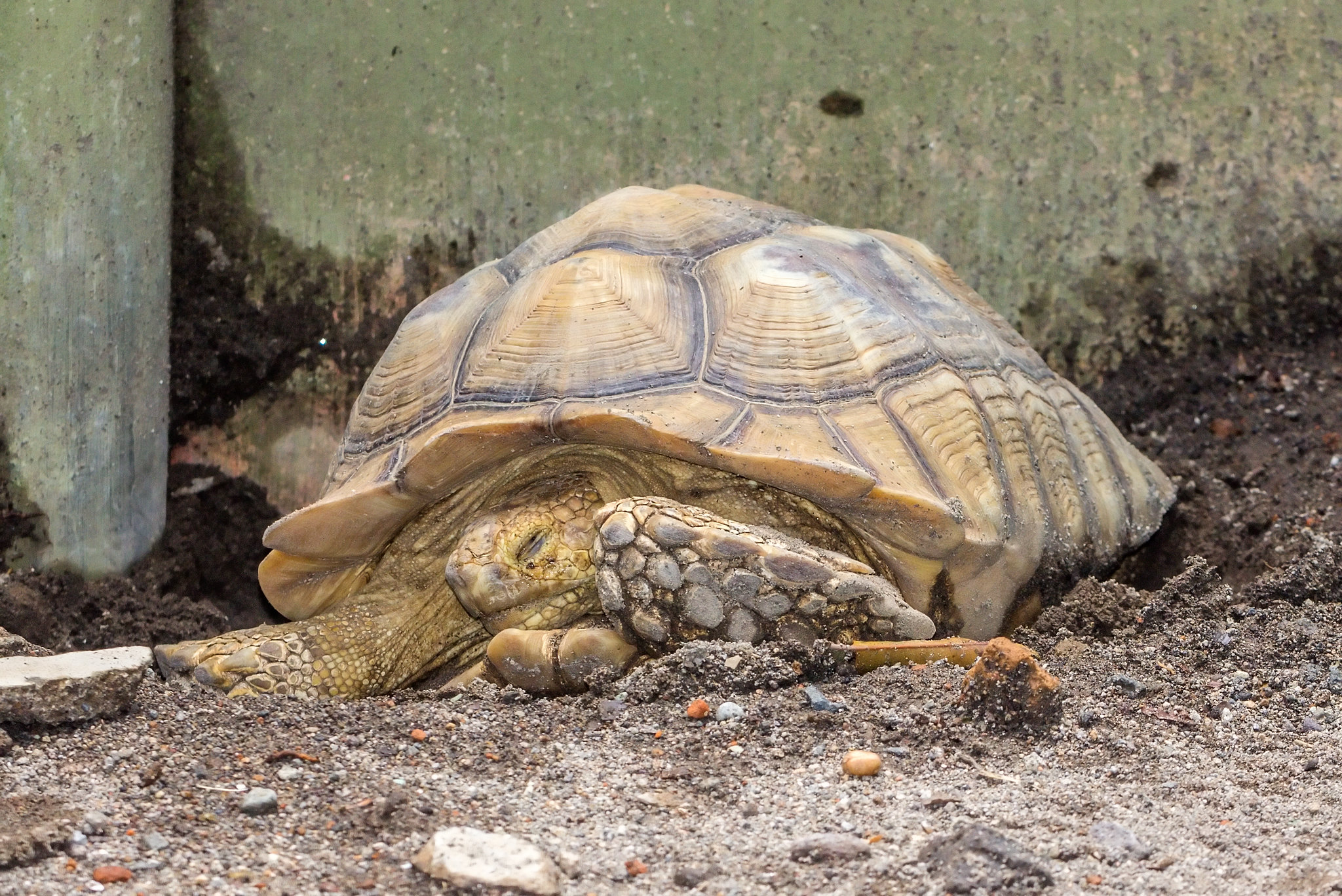 Definitive Guide To African Spurred Tortoise Facts, Habitat ...