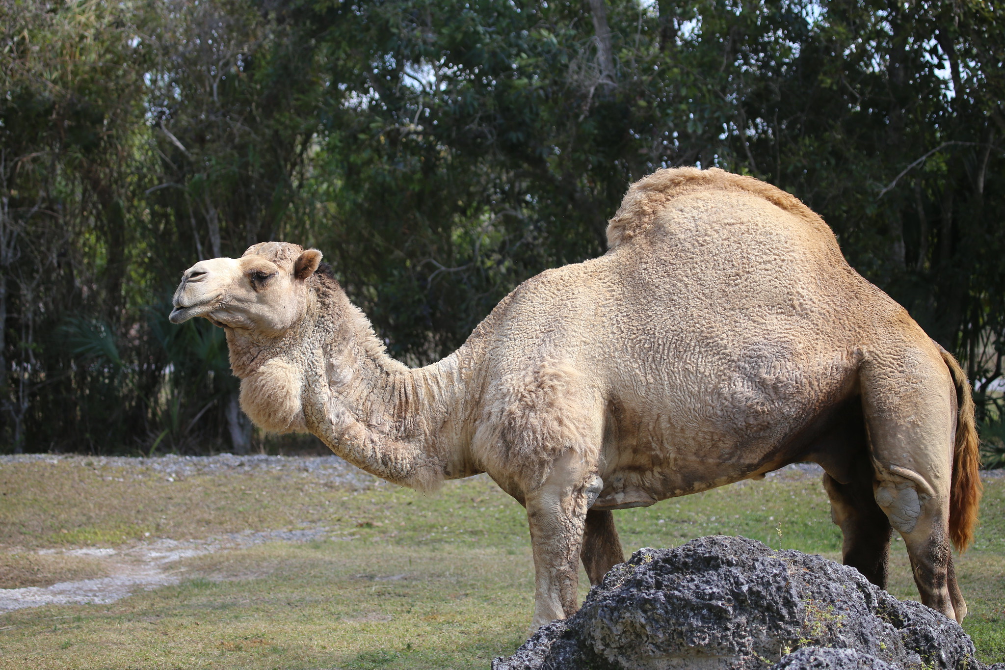 Definitive Guide To Dromedary Camel Facts, Habitat, Conservation Status