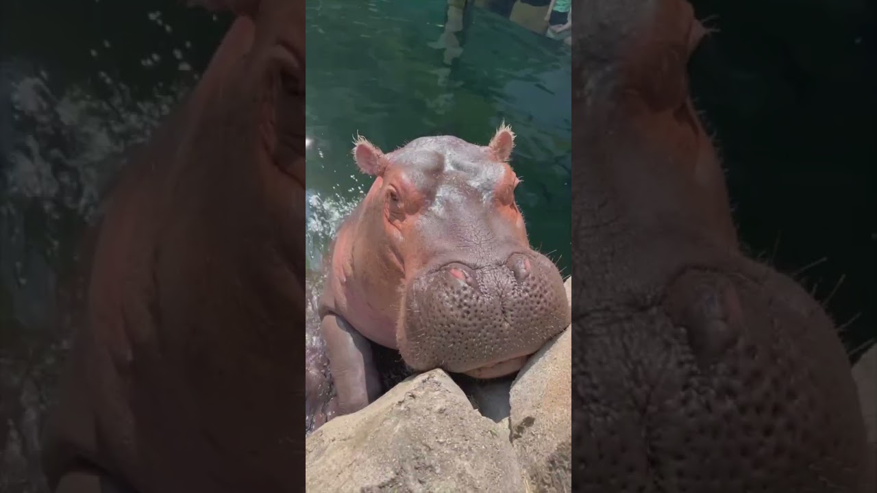 Hippos Fritz & Fiona Enjoy Lettuce - Cincinnati Zoo - Zoos - USA - Ohio ...