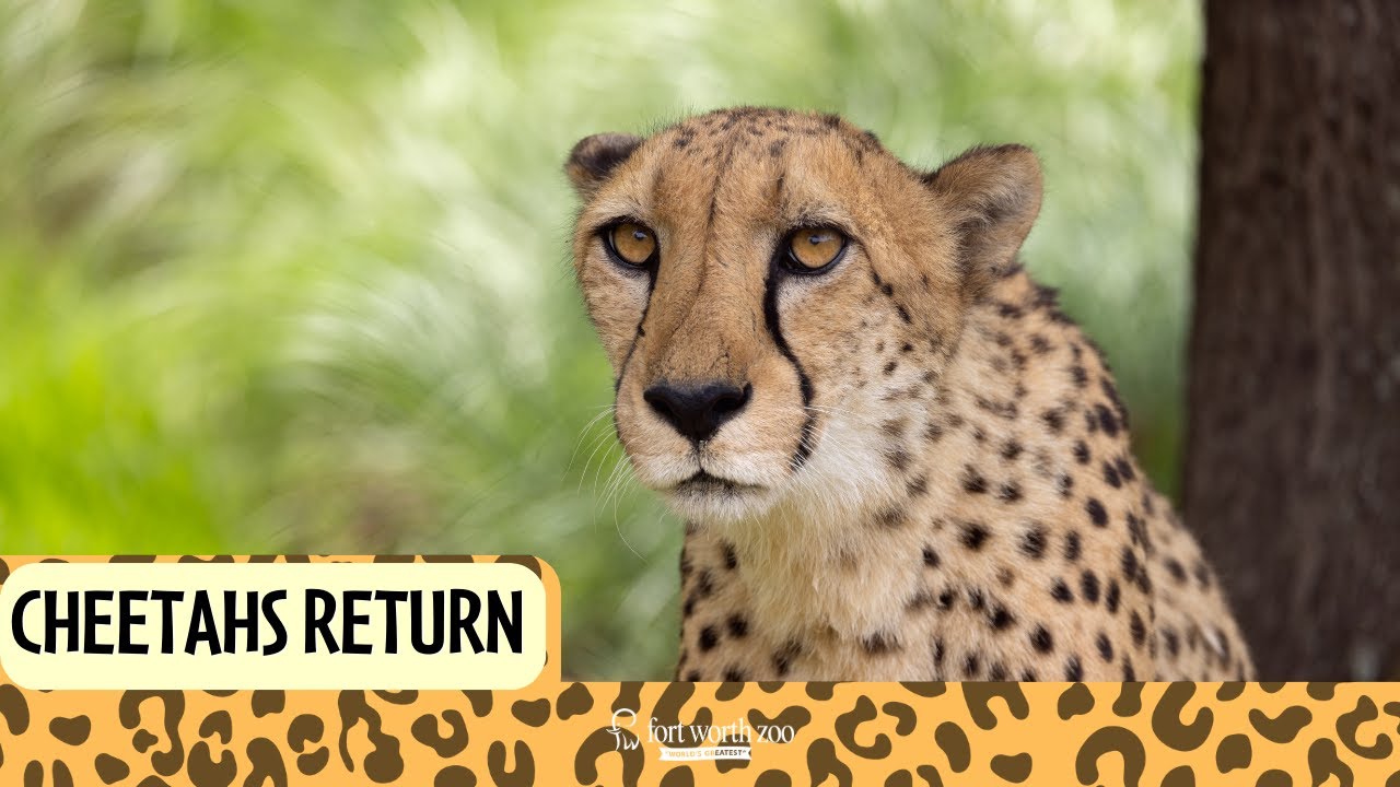 Fort Worth Zoo: Predators of Asia & Africa... Meet the Cheetahs! - Zoo ...