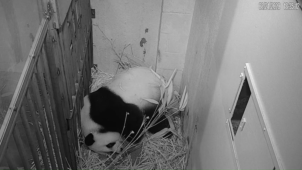 Smithsonian's National Zoo Welcomes Giant Panda Cub - Zoos - USA