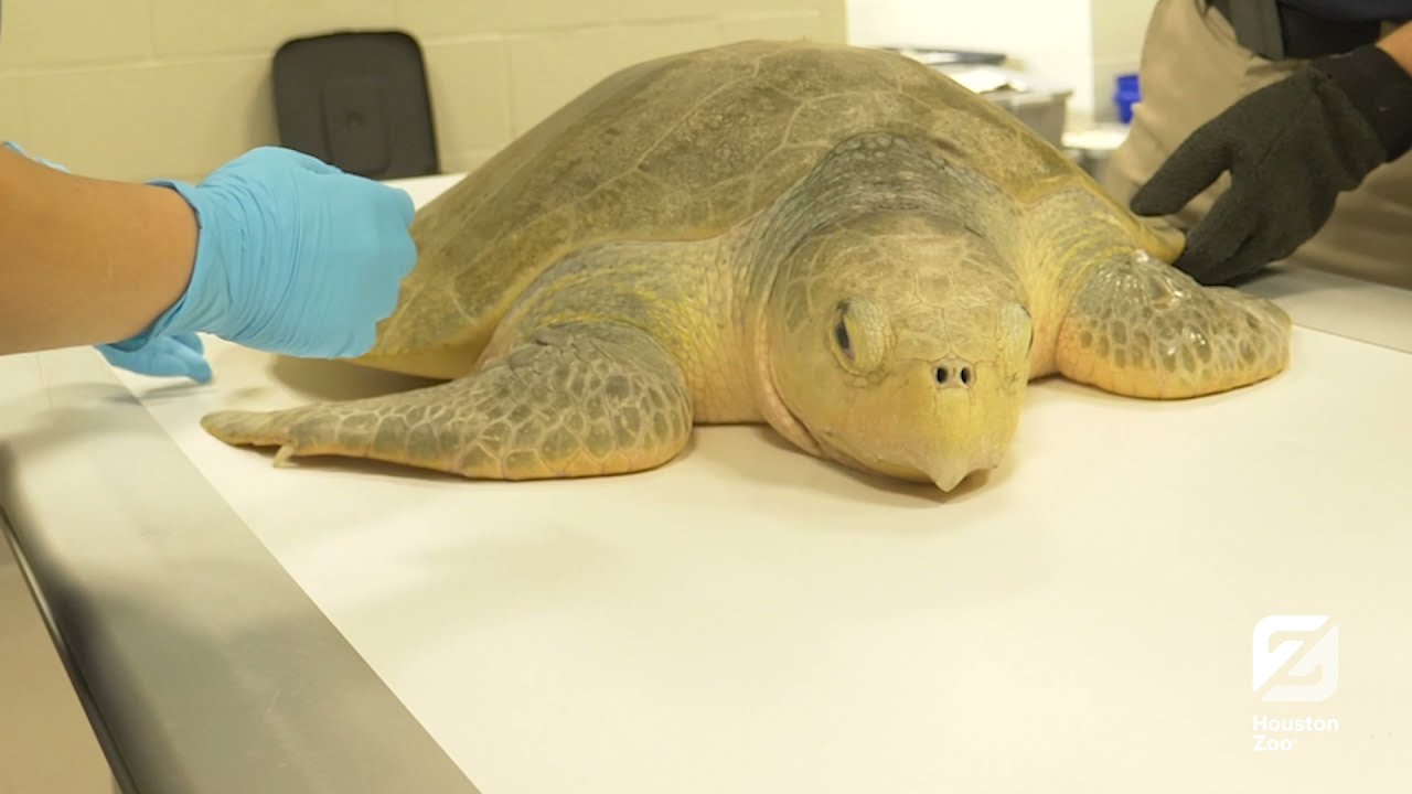 Zoo's Vet Team Assisting In Preservation Of Sea Turtles - Zoos - USA ...