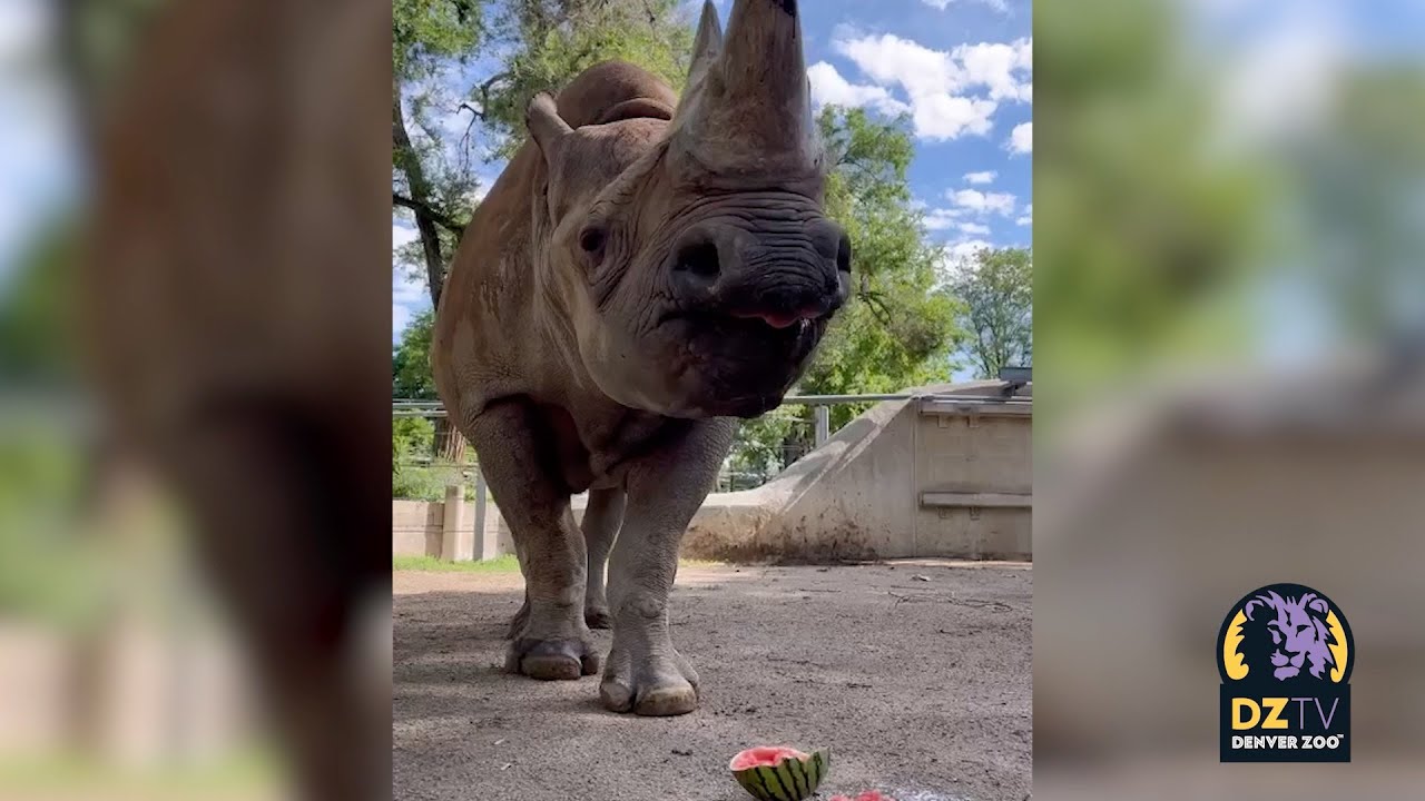 Rudy, The Black Rhino, Enjoys First Watermelon - Zoos - USA - Colorado