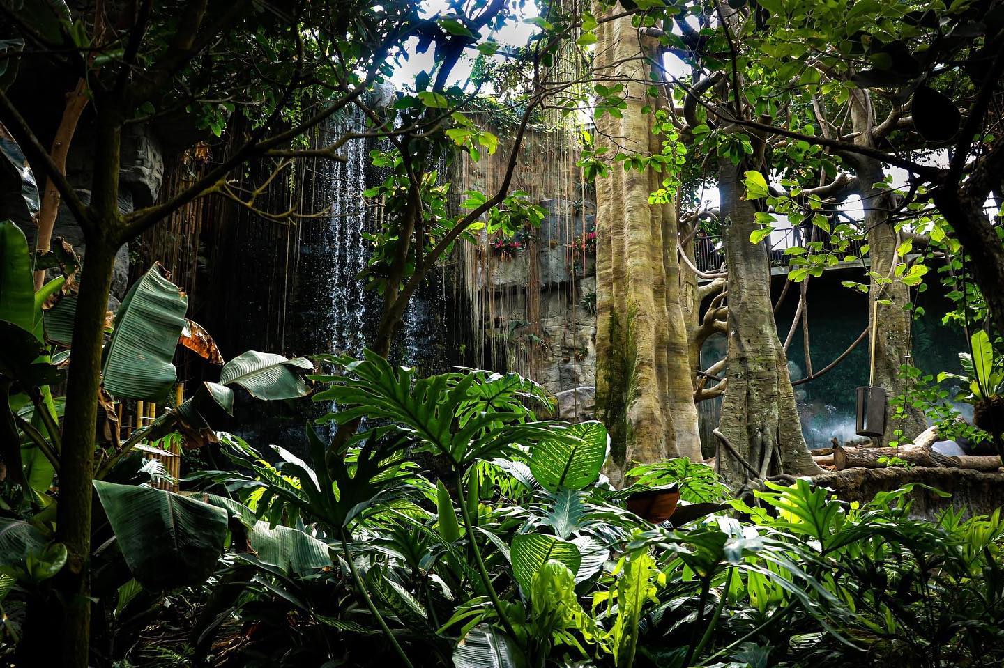 Limited Hours: The Lied Jungle Opens At Noon Today (Upper Level) - Zoos