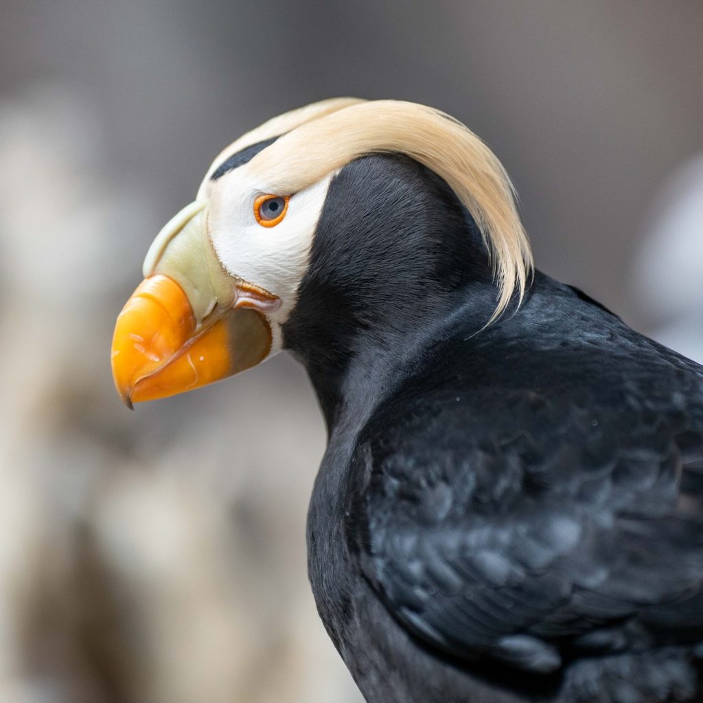 Feeling Like A Puffin! - Zoos - USA - Alaska - Alaska SeaLife Center ...