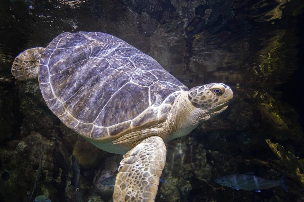 Rescue Week Finale: Meet Nickel, The Green Sea Turtle Icon - Zoos - USA ...