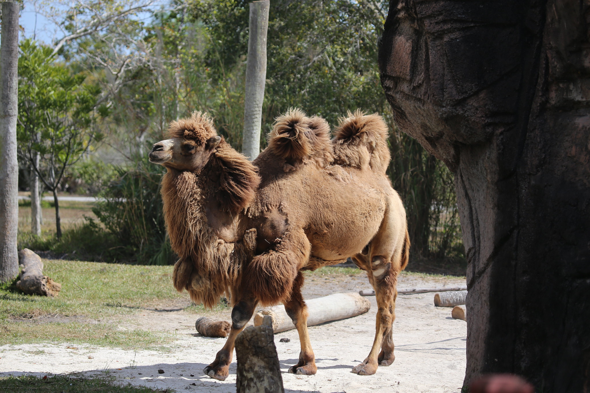 Definitive Guide To Bactrian Camel Facts, Habitat, Conservation Status