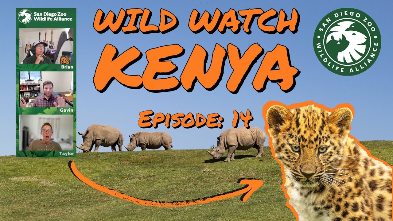 Wildwatch with us Ep. 14 Watch Wildlife Zoo Guide