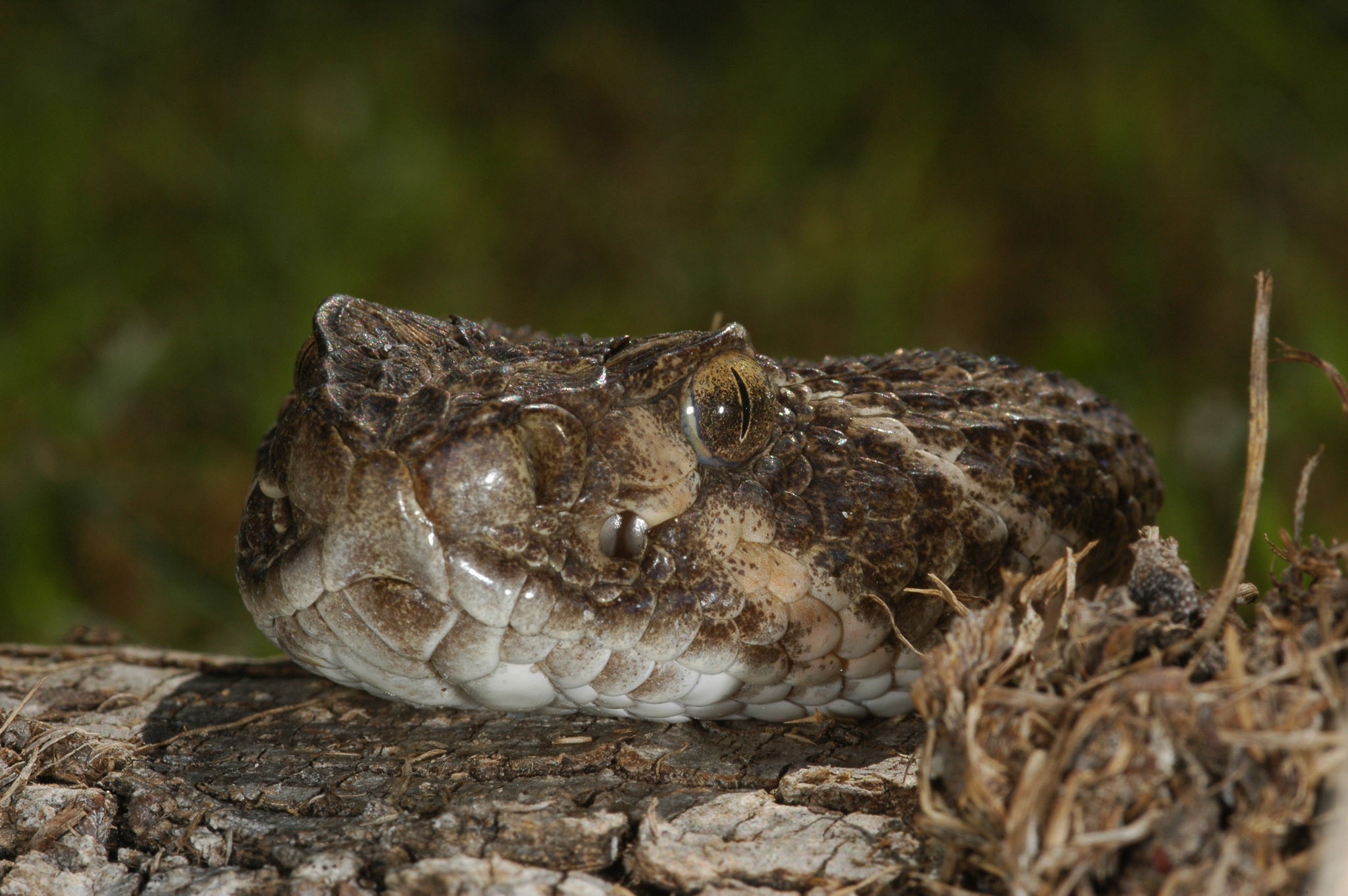 Definitive Guide To Western Diamondback Rattlesnake Facts, Habitat 