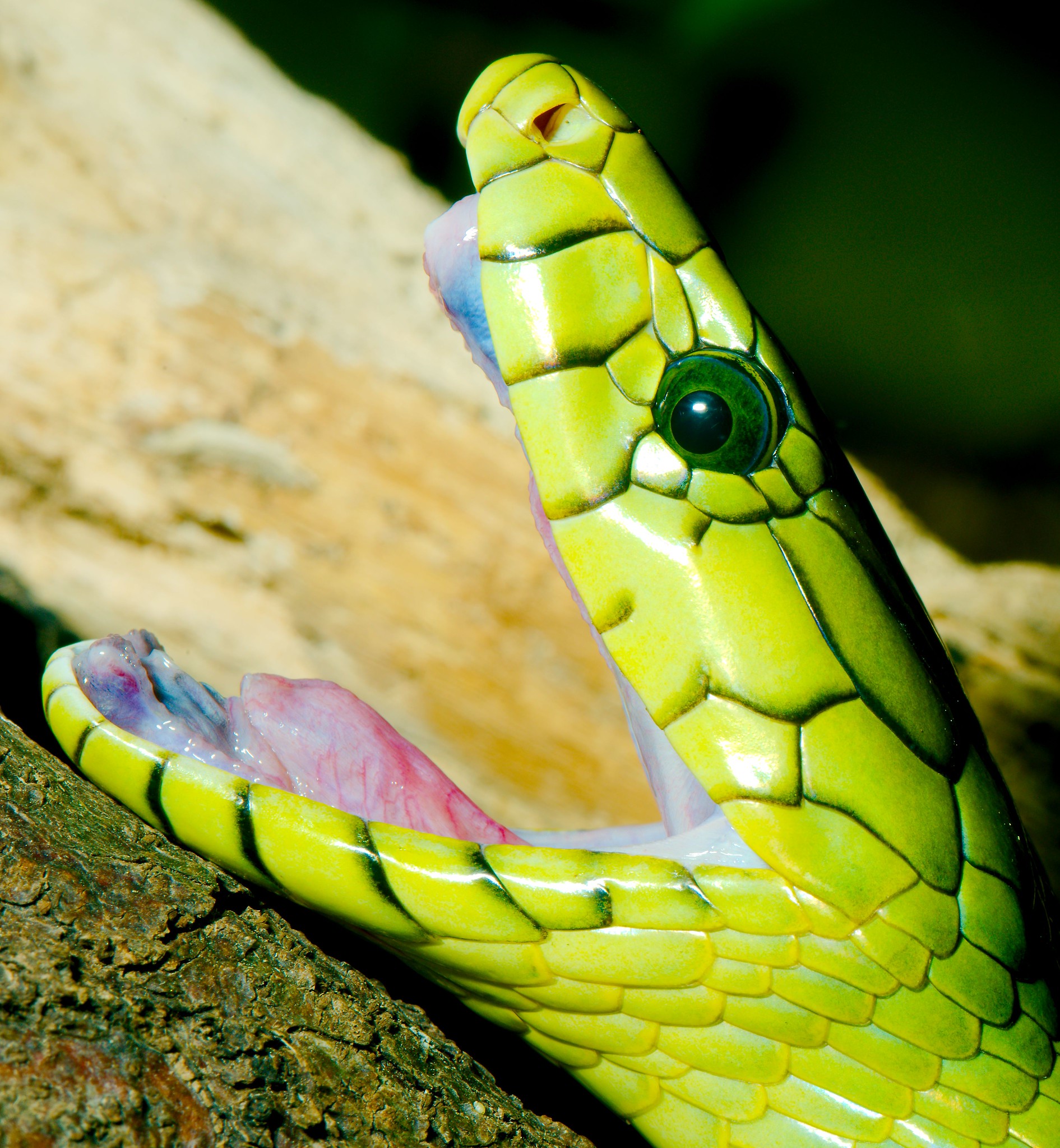 Definitive Guide To Western Green Mamba Facts, Habitat, Conservation ...