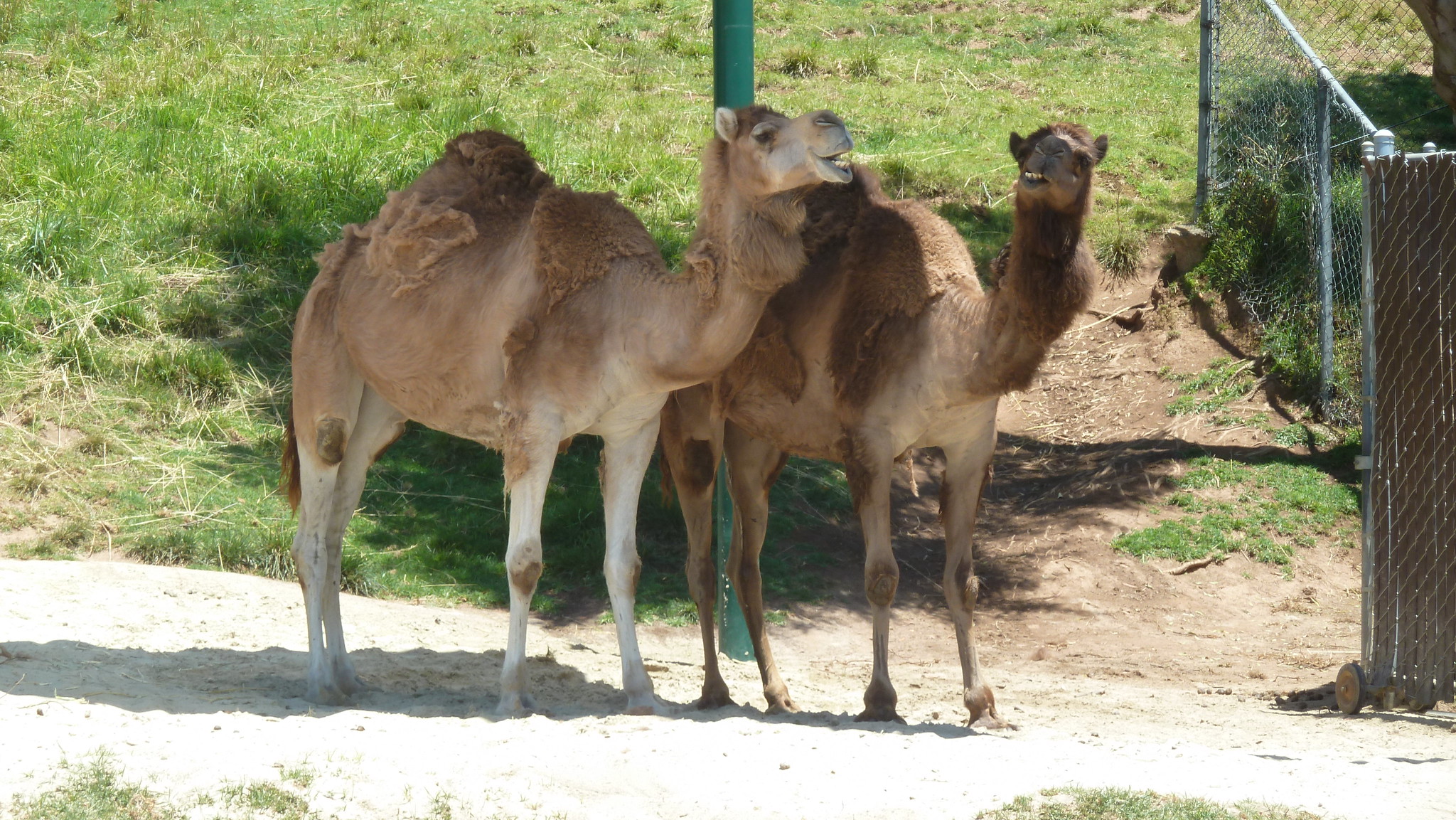 Definitive Guide To Dromedary Camel Facts, Habitat, Conservation Status