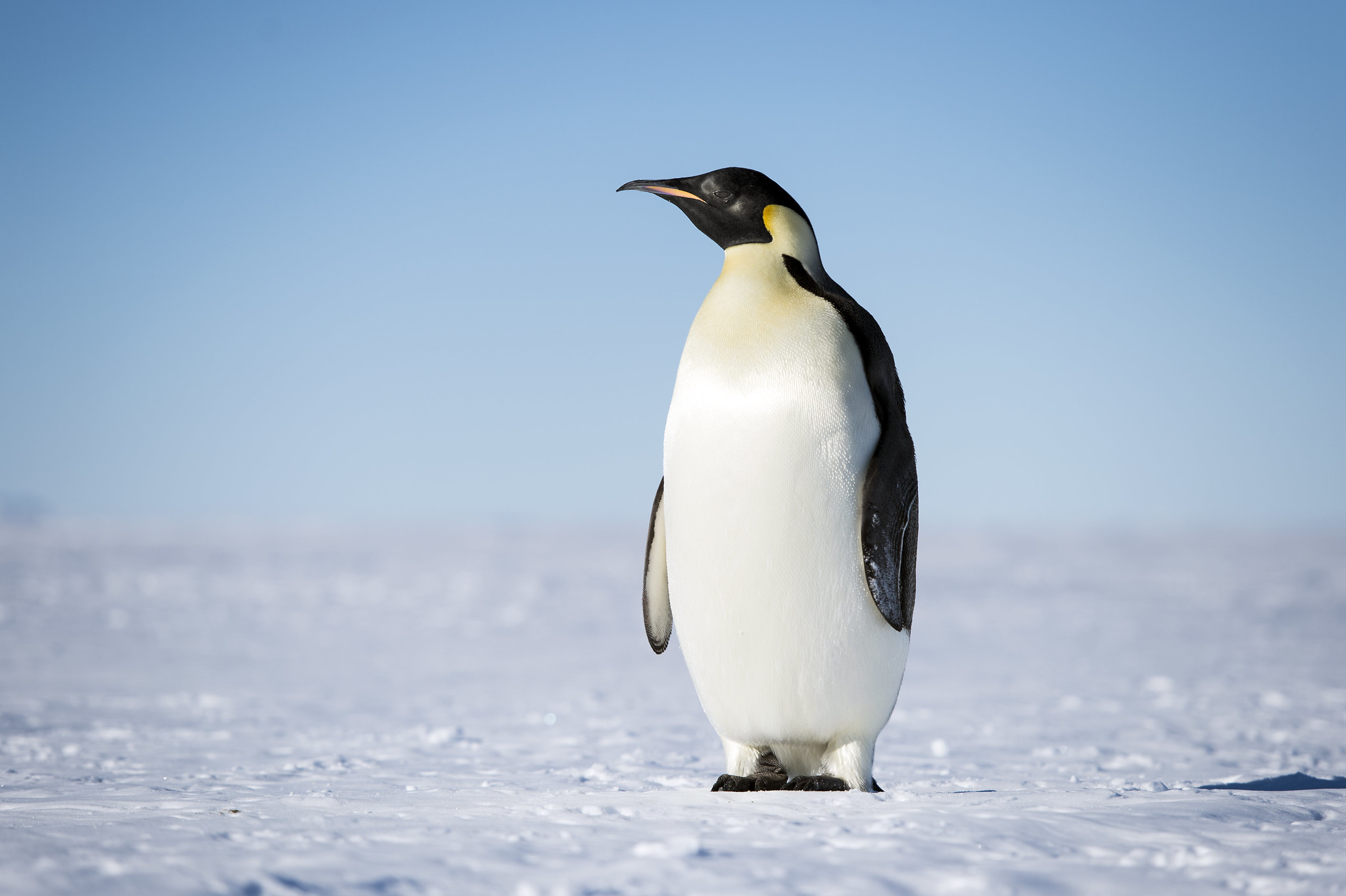 Definitive Guide To Emperor Penguin Facts, Habitat, Conservation Status