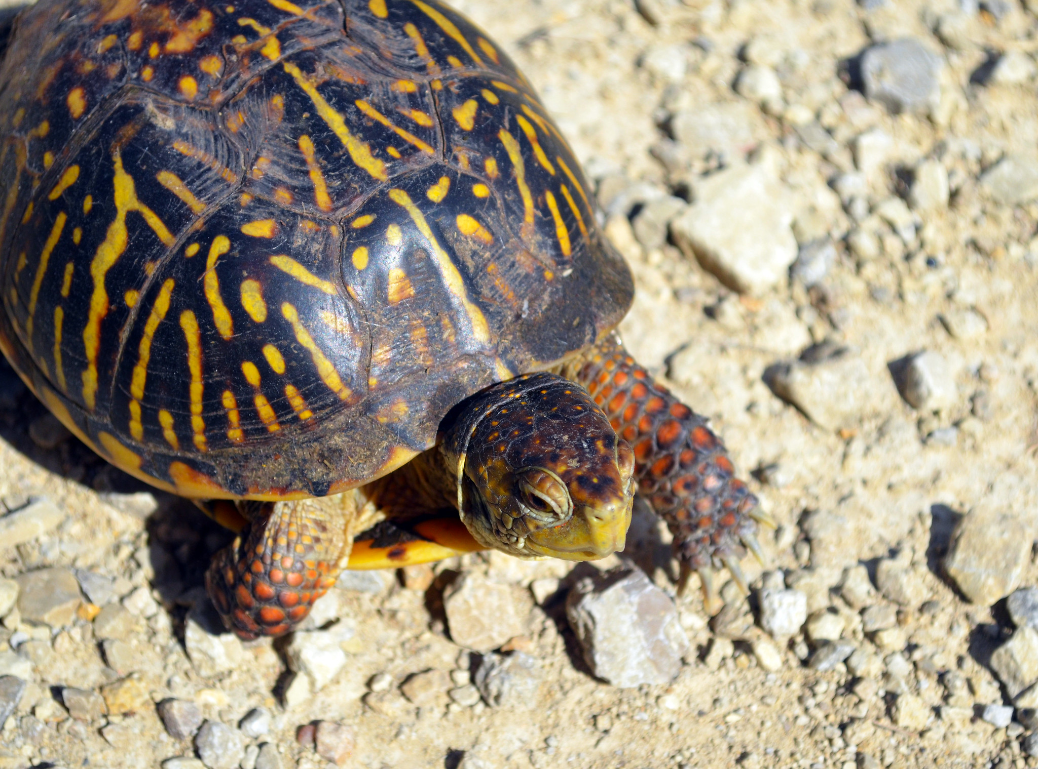 Definitive Guide To Ornate Box Turtle Facts Habitat Conservation   19563842258 7218873530 K 