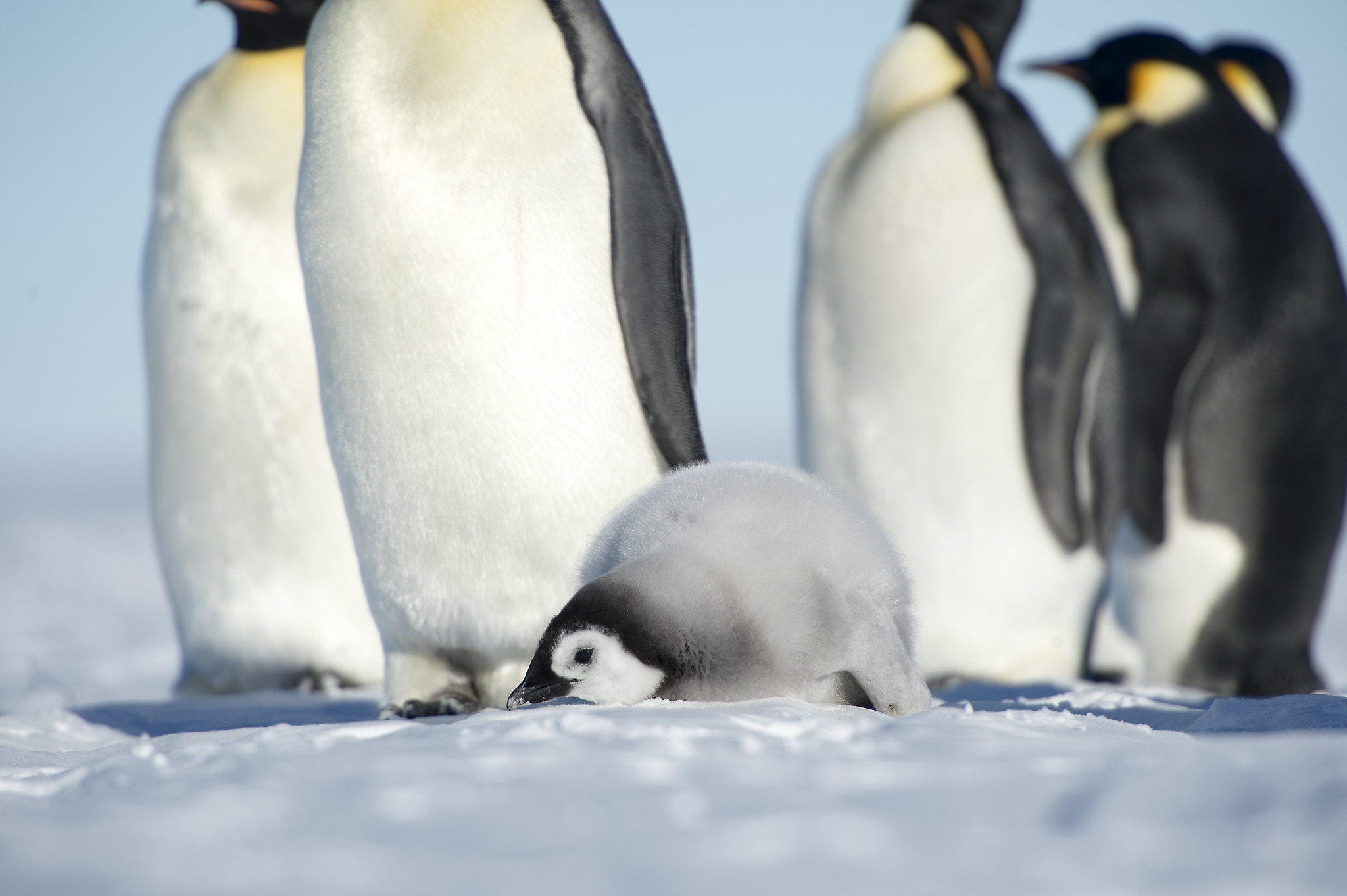 Definitive Guide To Emperor Penguin Facts, Habitat, Conservation Status