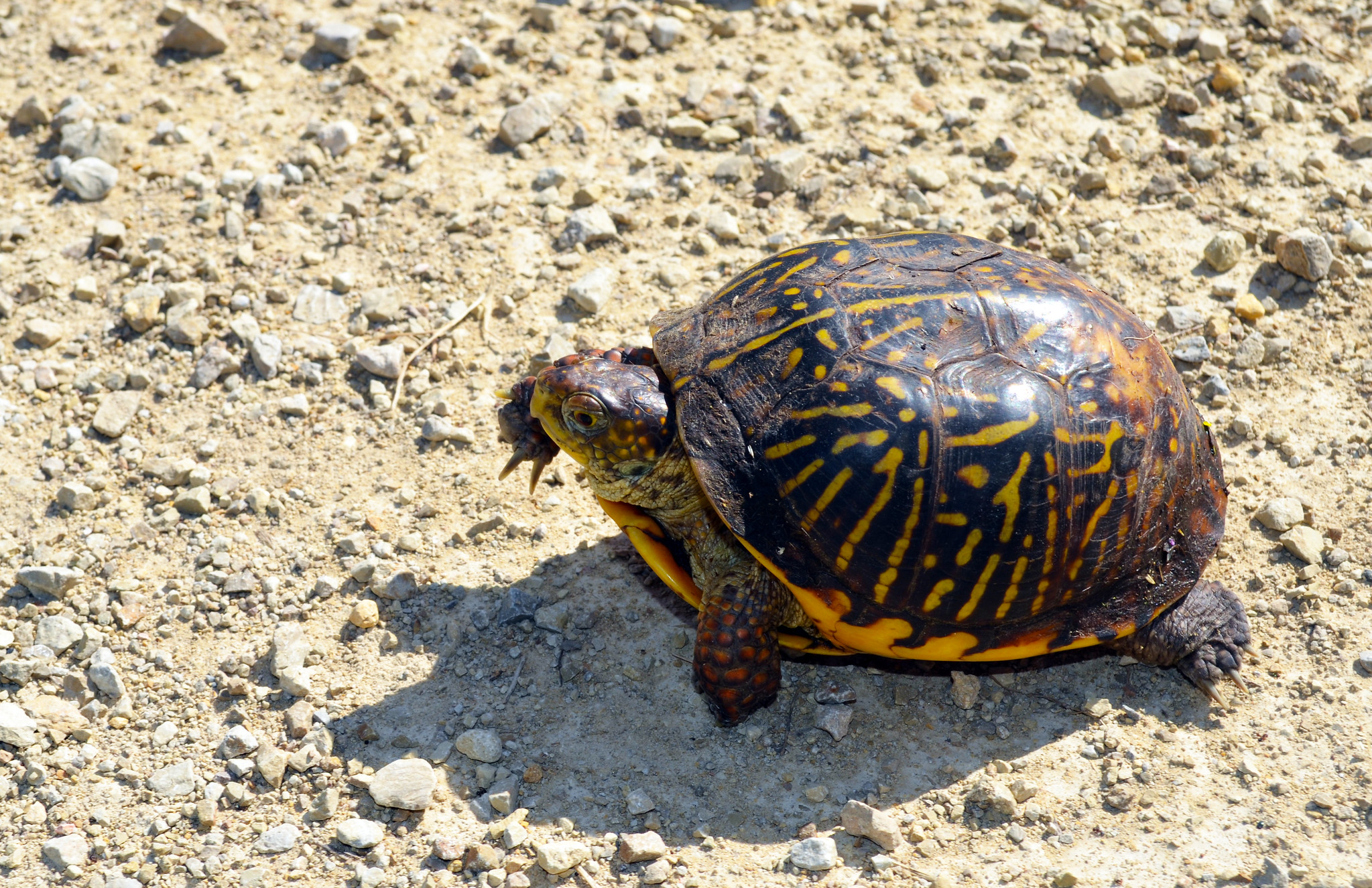 Definitive Guide To Ornate Box Turtle Facts, Habitat, Conservation 