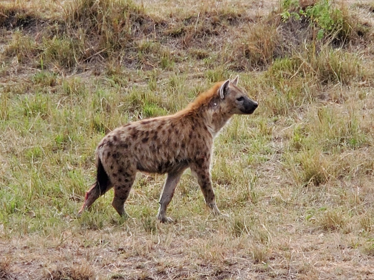 Spotted Hyena - Zoo Guide