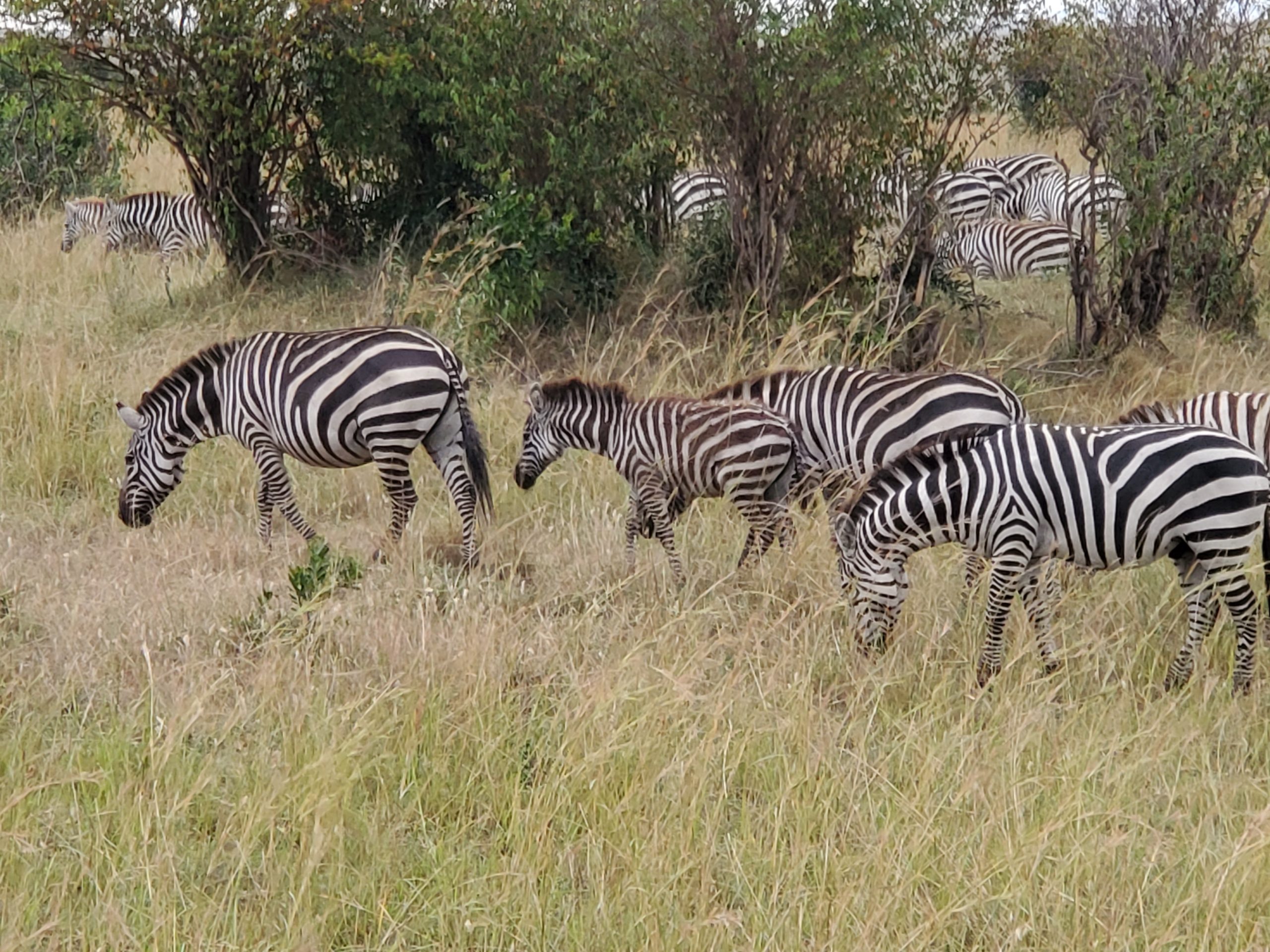 Plains Zebra - Zoo Guide