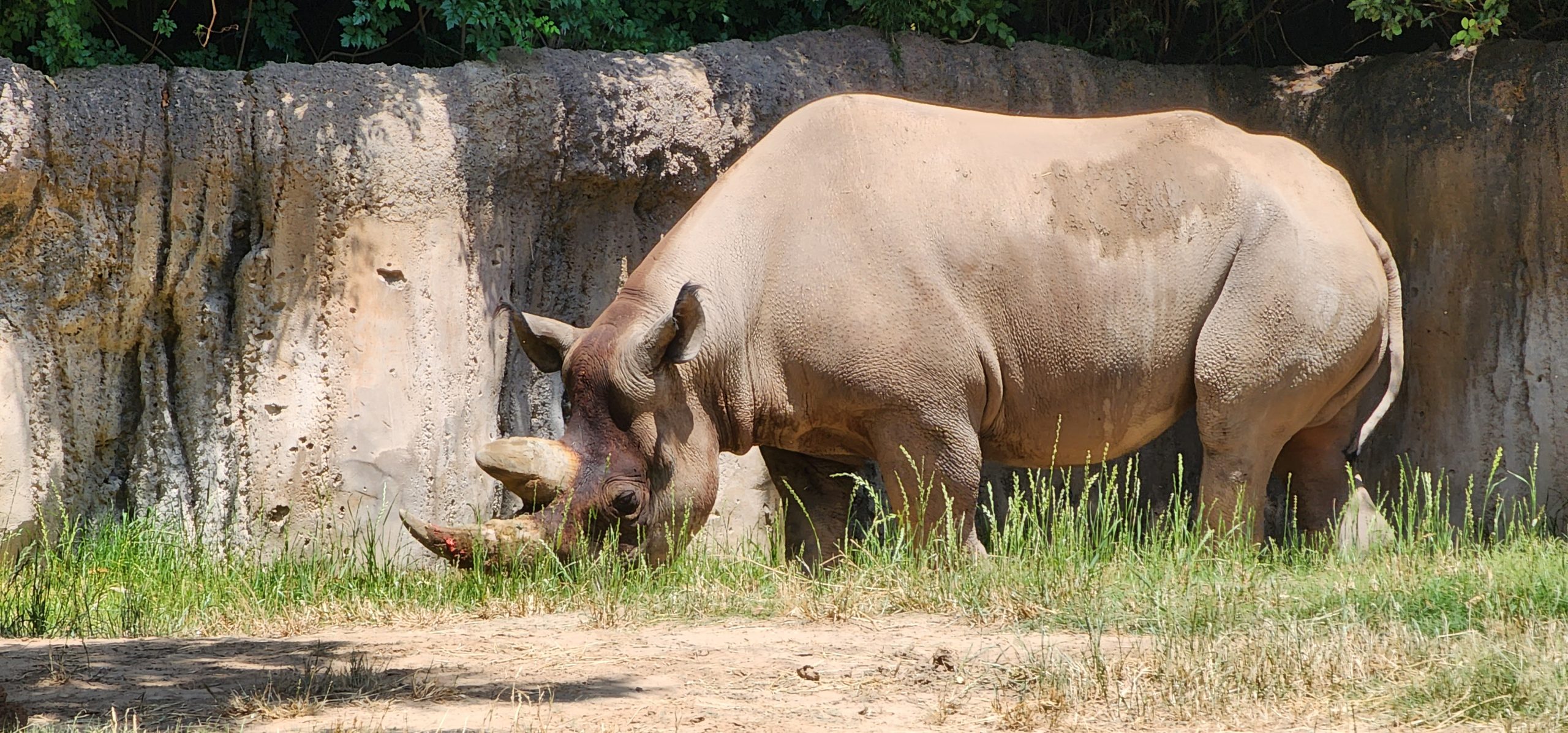 Definitive Guide To South-central Black Rhinoceros Facts, Habitat