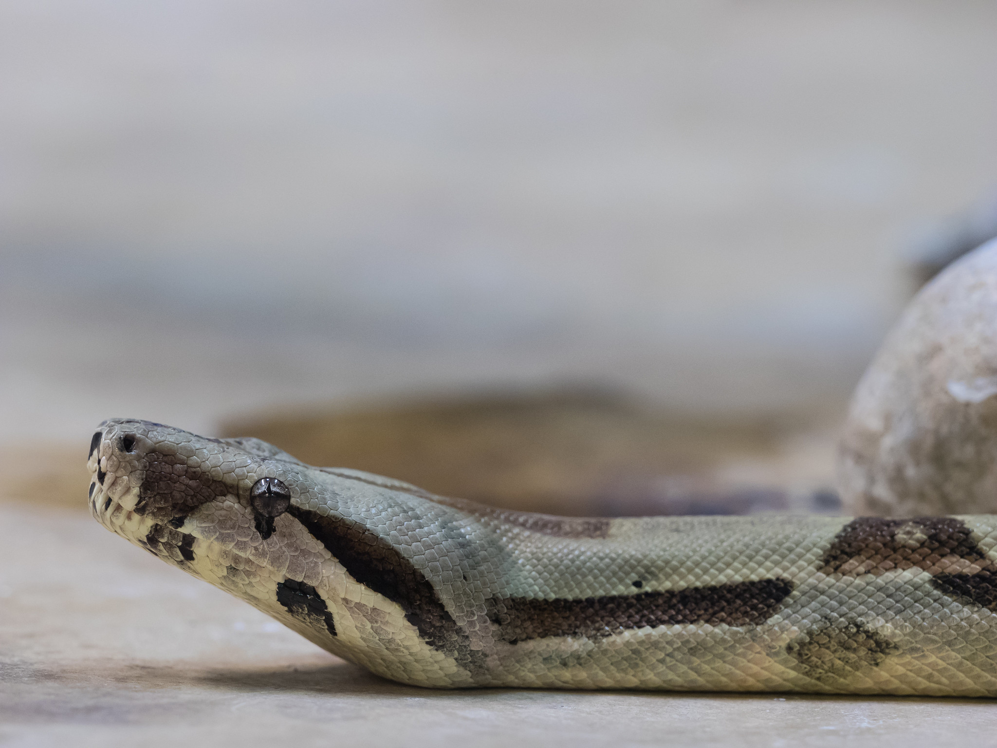 Definitive Guide To Boa Constrictor Facts, Habitat, Conservation Status ...