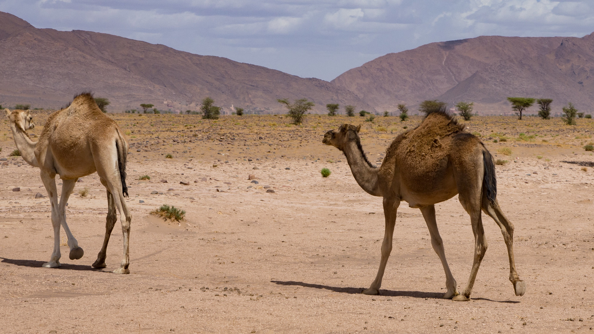 Definitive Guide To Dromedary Camel Facts, Habitat, Conservation Status