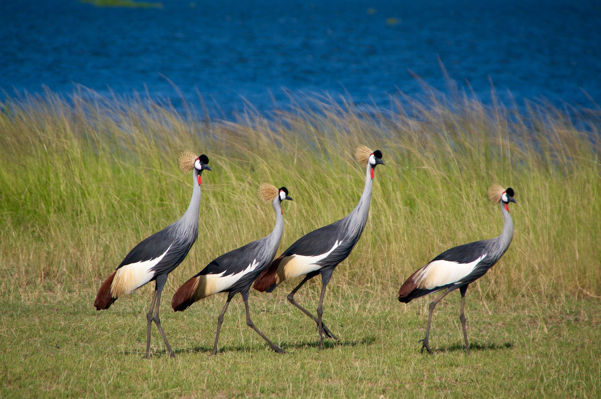 Definitive Guide To Gray Crowned Crane Facts Habitat Conservation 