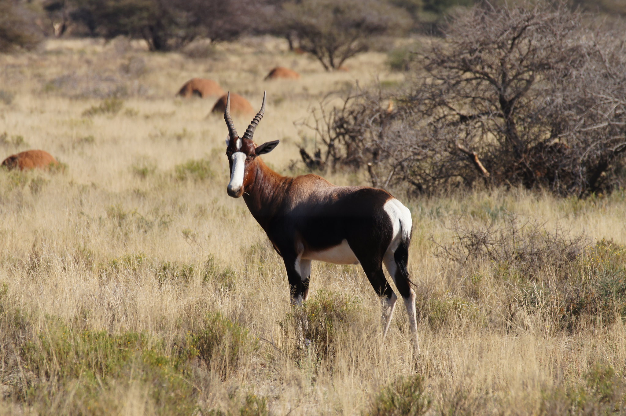 Definitive Guide To Blesbok Facts, Habitat, Conservation Status, Zoo ...