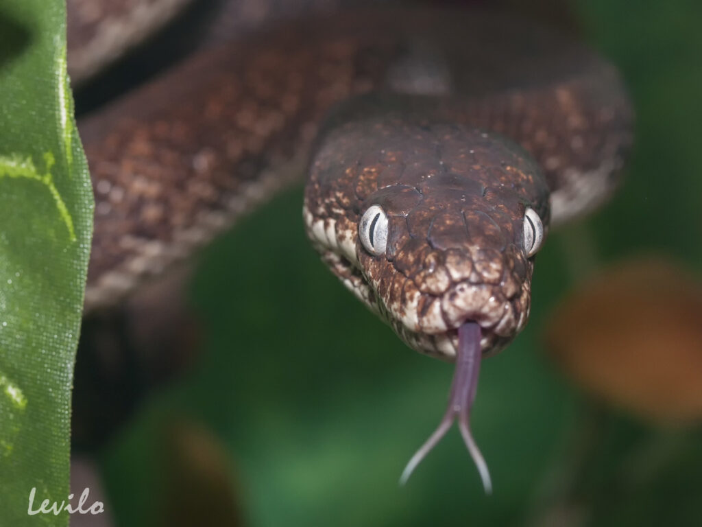 Definitive Guide To Savu Island Python Facts, Habitat, Conservation ...