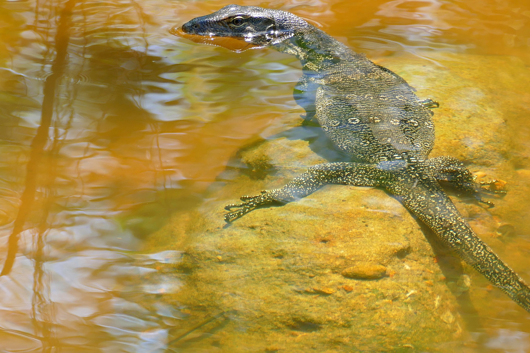 Definitive Guide To Asian Water Monitor Facts, Habitat, Conservation ...