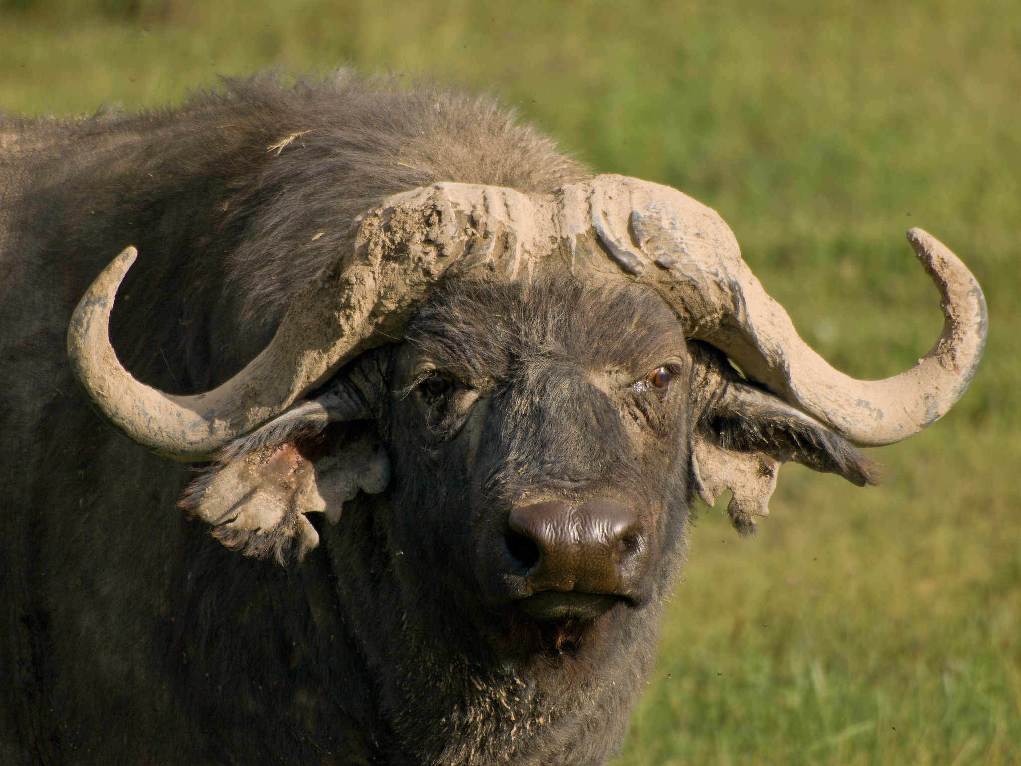 Definitive Guide To African Buffalo Facts, Habitat, Conservation Status ...