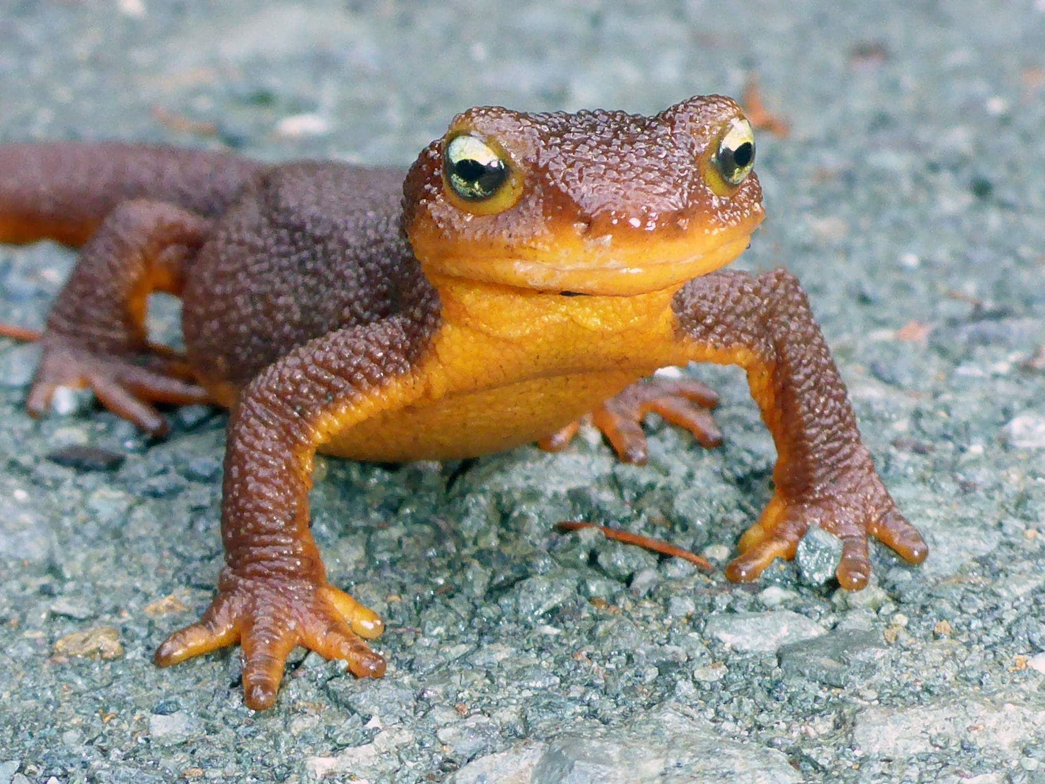 Definitive Guide To Rough-skinned Newt Facts, Habitat, Conservation ...