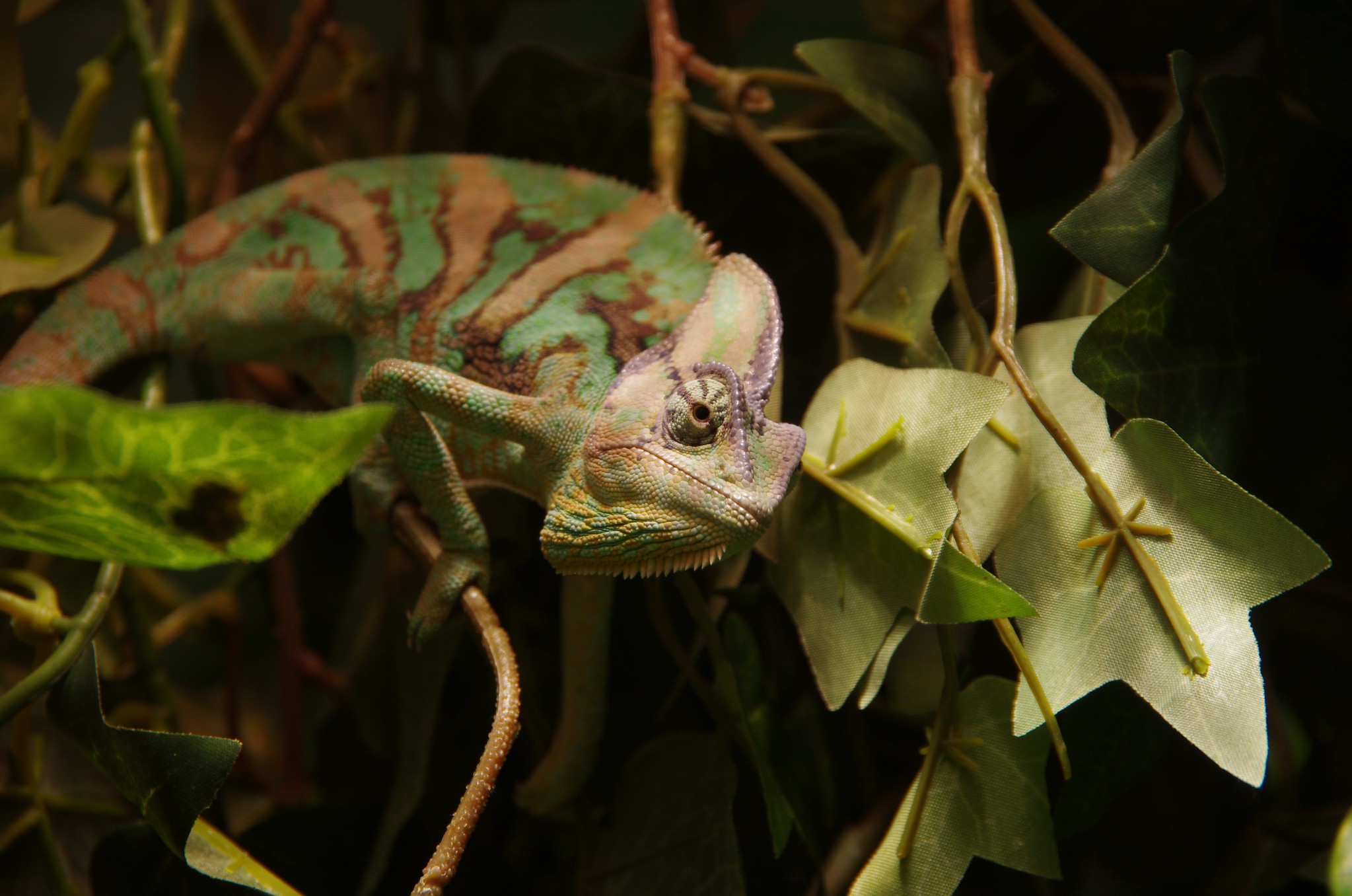 Definitive Guide To Veiled Chameleon Facts, Habitat, Conservation ...