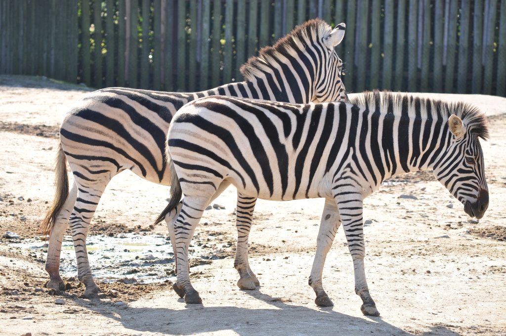 Definitive Guide To Grant's Zebra Facts, Habitat, Conservation Status ...