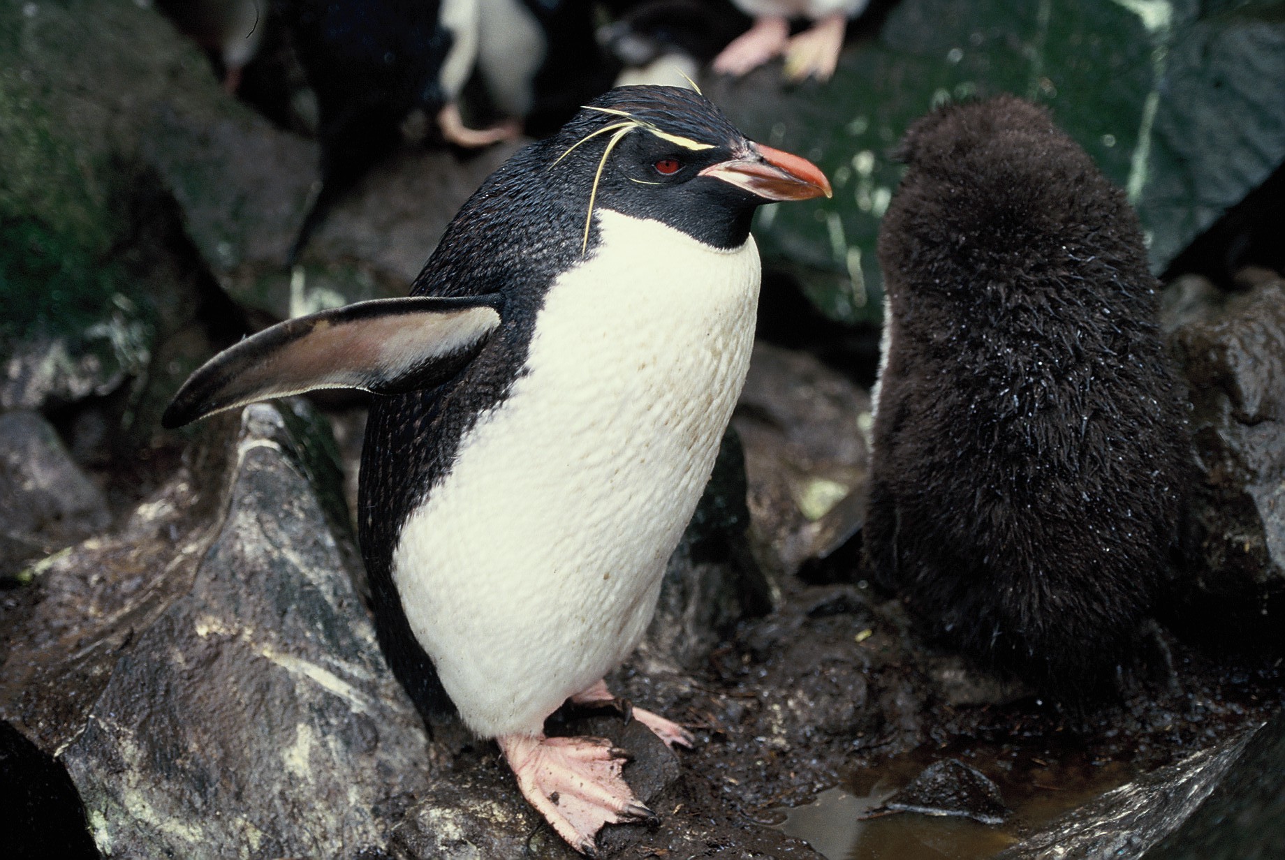 Definitive Guide To Eastern Rockhopper Penguin Facts Habitat 