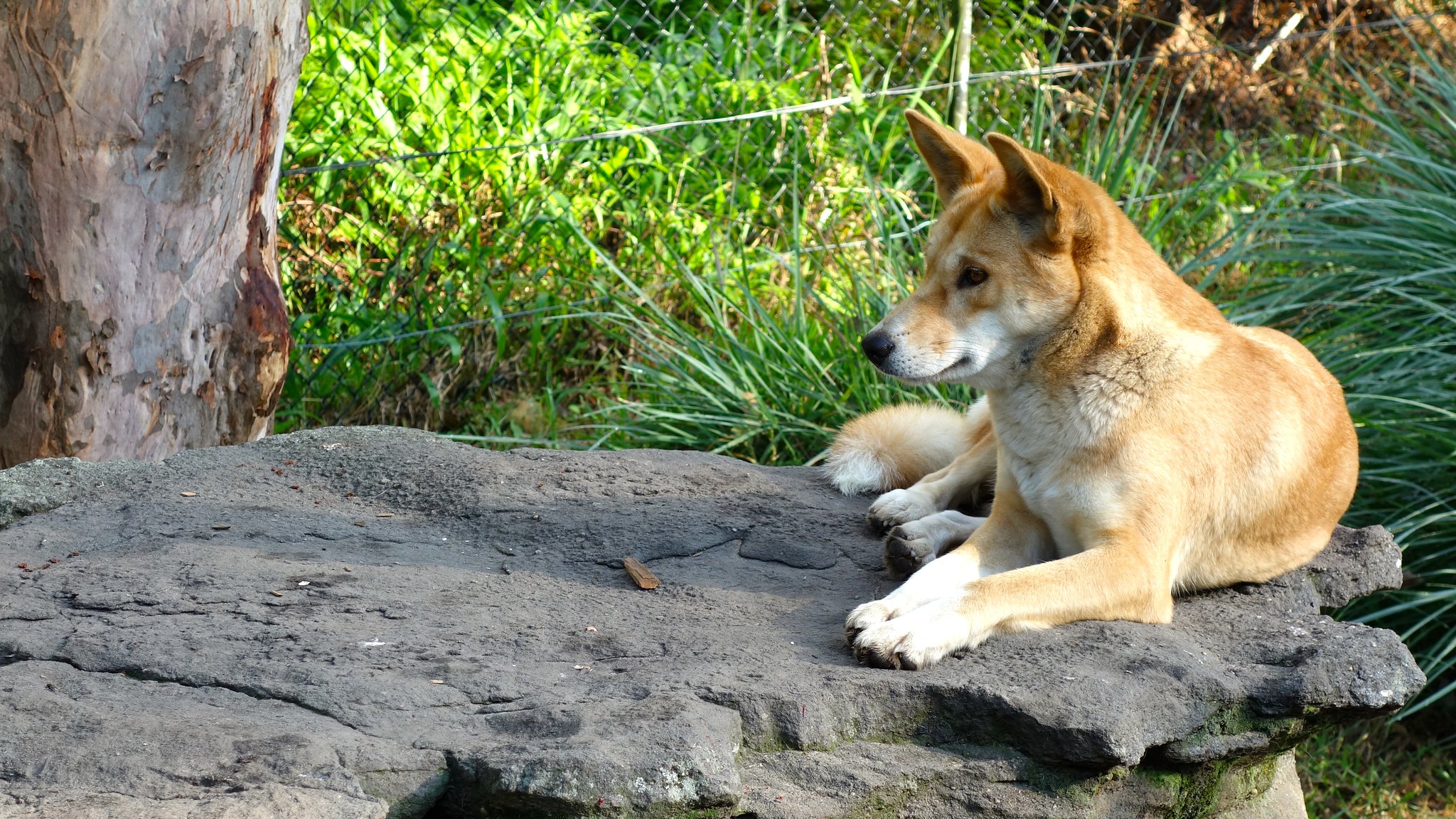 Definitive Guide To Dingo Facts Habitat Conservation Status Zoo